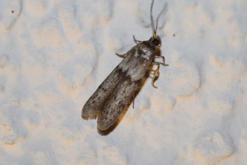 Réf. 260 276 : Blastobasis phycidella